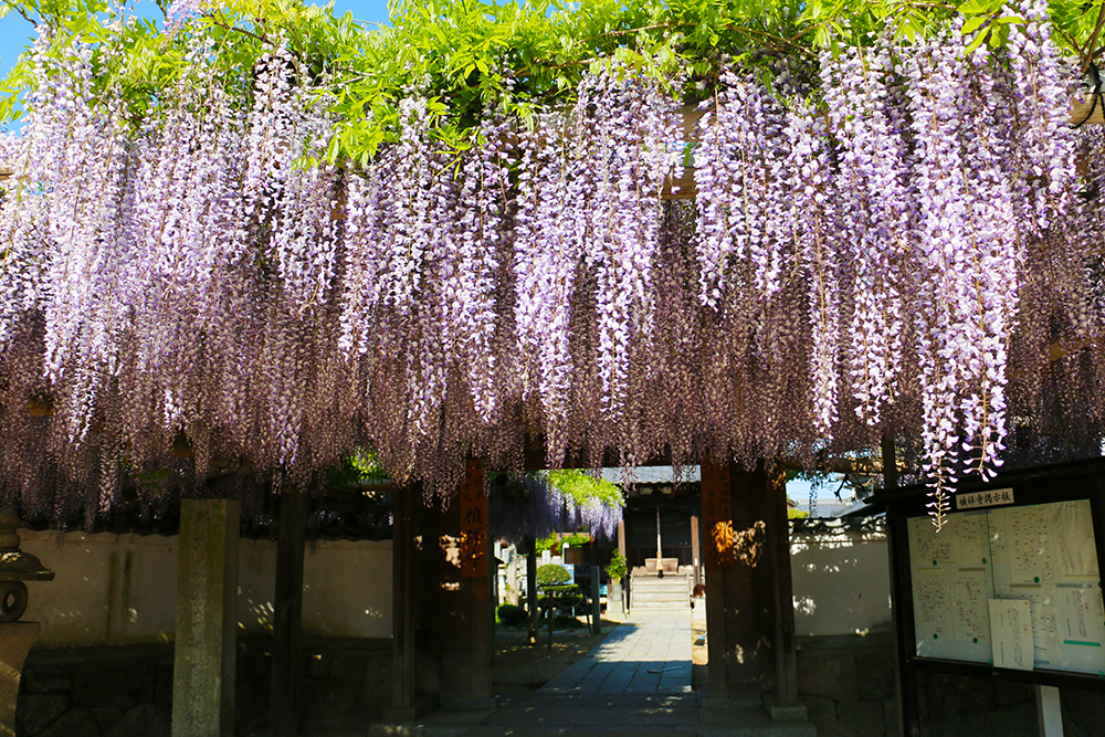 藤の花